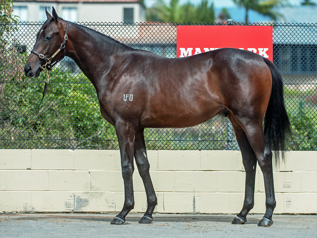 TOO DARN HOT X LA LA LUCHIE COLT With MICK PRICE And MICK KENT Jnr